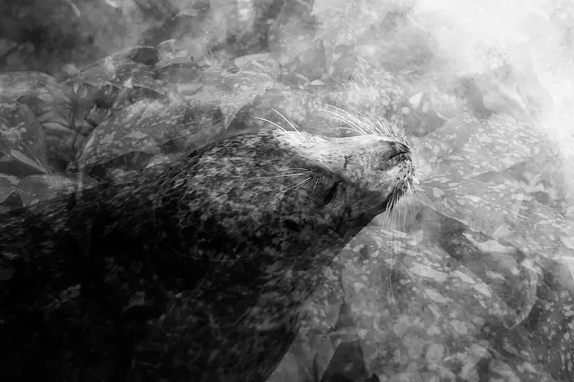 Wish II by Emika Masumoto
