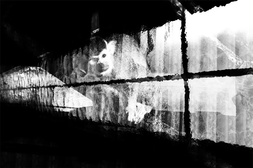 Wish II by Emika Masumoto