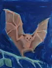 Bone and Fruit, Unclear Waves - Bat