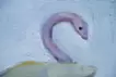 Cleo's Snake