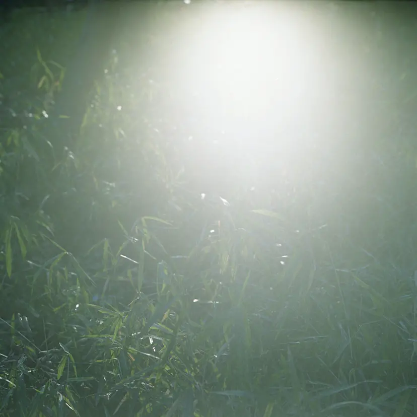 Looking for light #3 by 三井 彩紗 Ayasa Mitsui