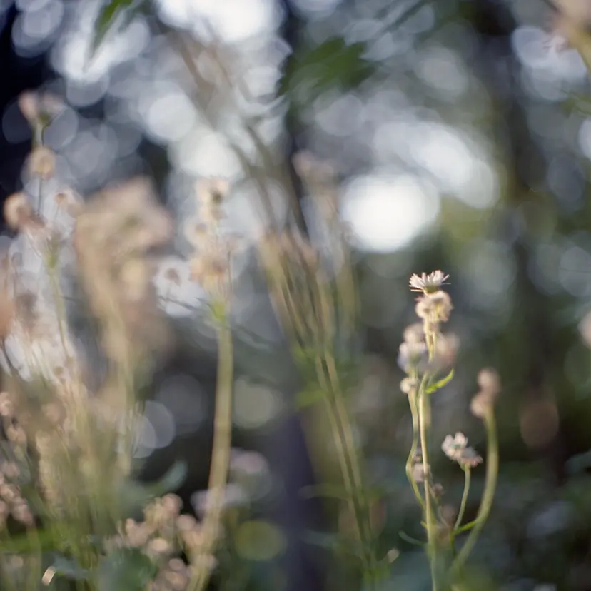 Looking for light #5 by 三井 彩紗 Ayasa Mitsui