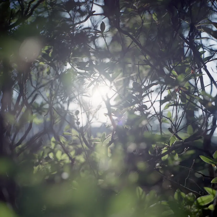Looking for light #7 by 三井 彩紗 Ayasa Mitsui