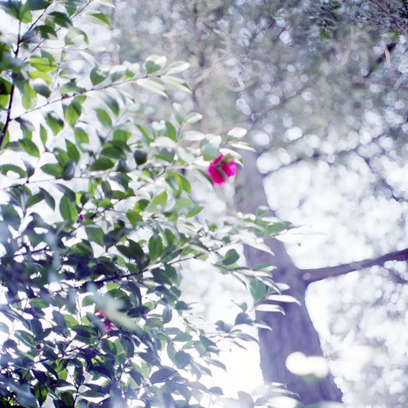 Looking for light #8 by 三井 彩紗 Ayasa Mitsui