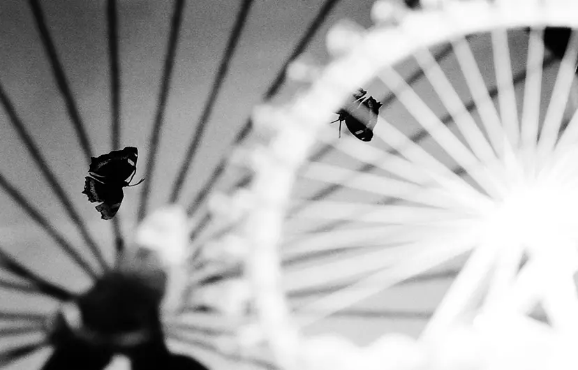 short-term memory#2 by 三井 彩紗 Ayasa Mitsui