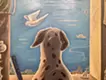A Dog's Back and the Sea