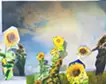 Picture Arrangement/Sora-himawari