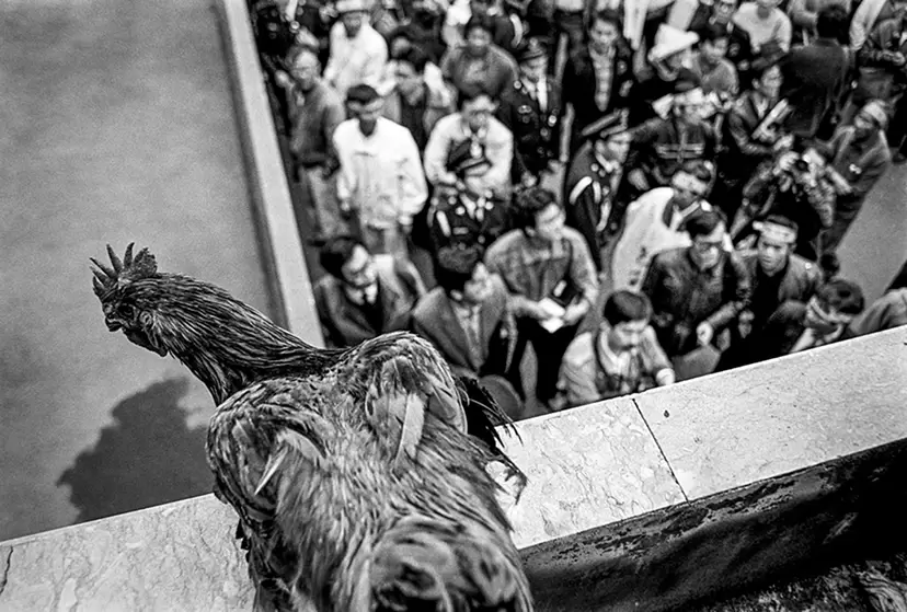 1988年 養鶏業者がアメリカ産七面鳥肉輸入に抗議（国際貿易局前） — 1988 Poultry Farmers Protest at the Bureau of Foreign Trade against Import of U.S. Turkey Meat by 劉 振祥