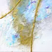 春の風