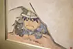 洞窟の頼朝