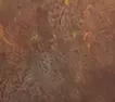 脱殻の輝き