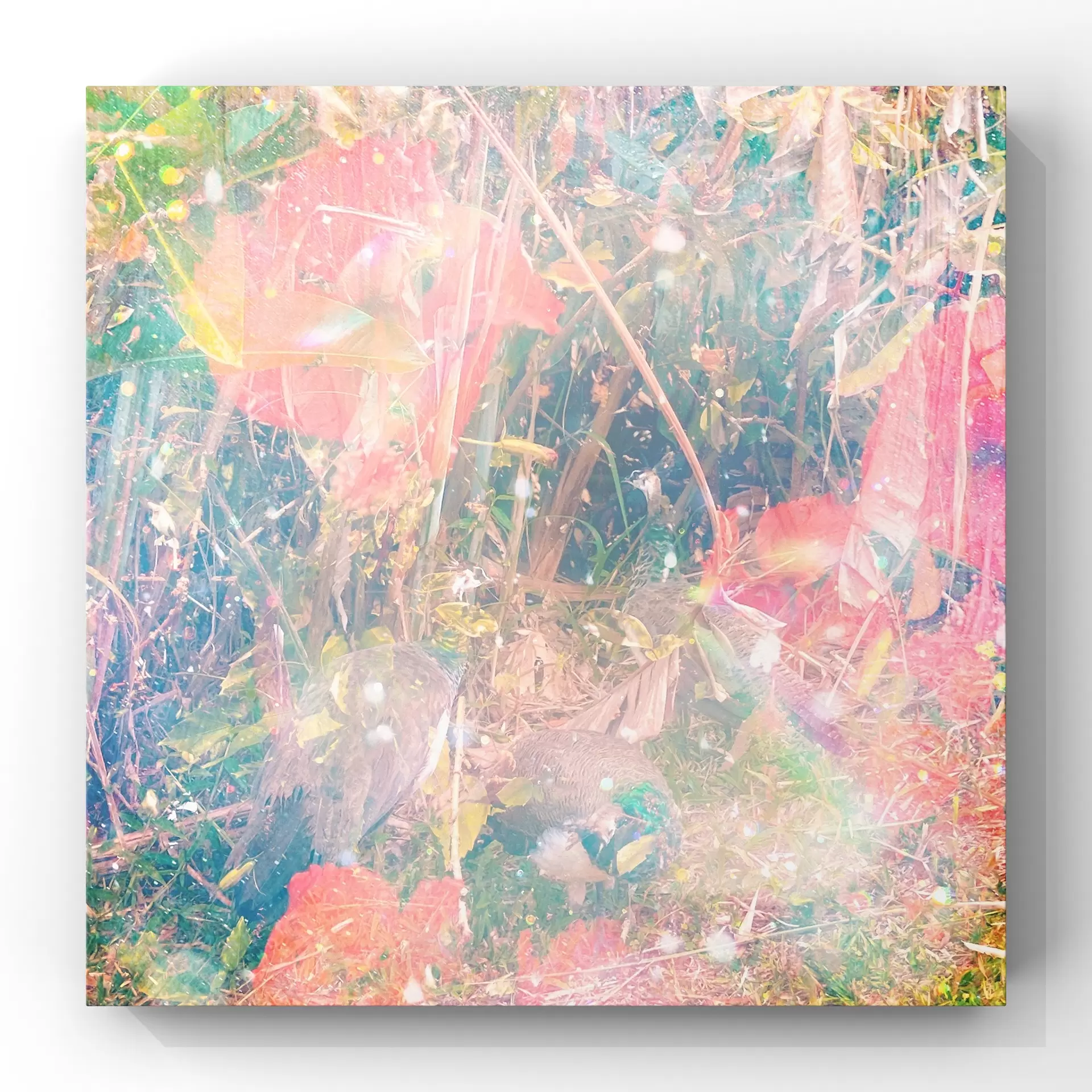 『Kū i ka ‘ Aloha』