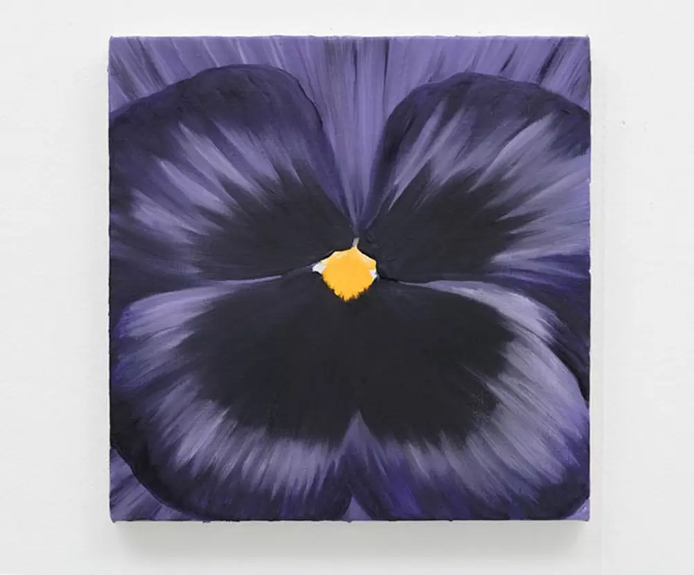 pansy