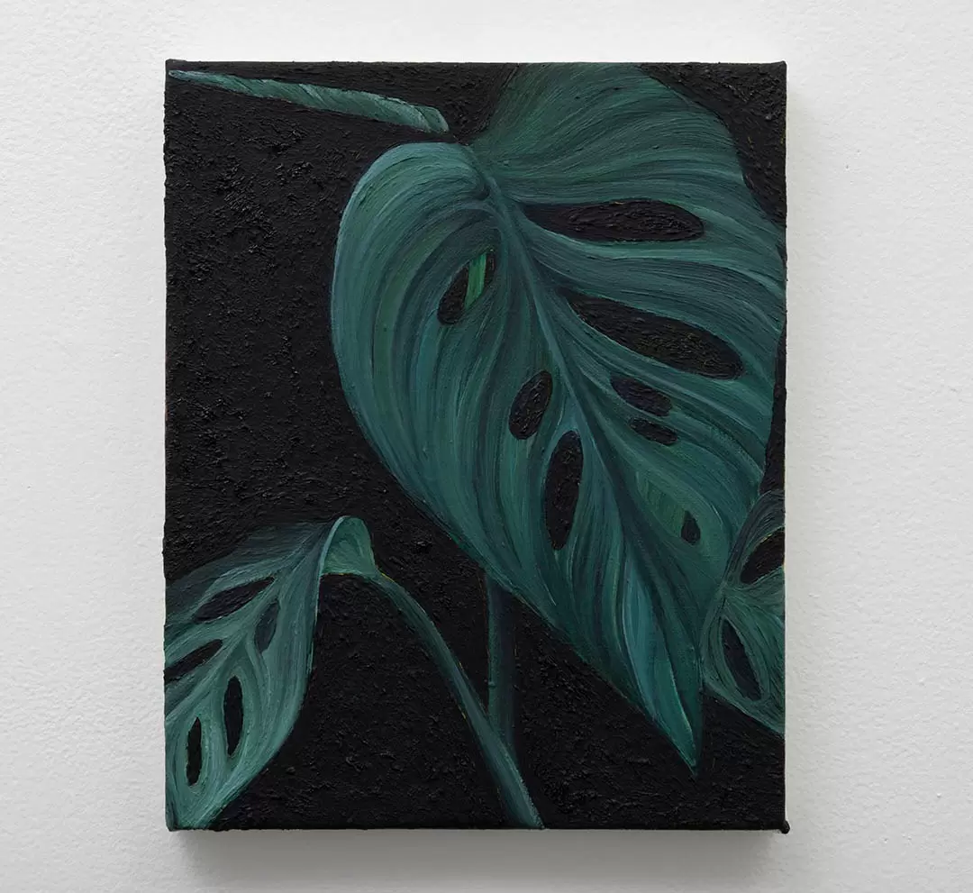 Monstera Swiss cheese plant