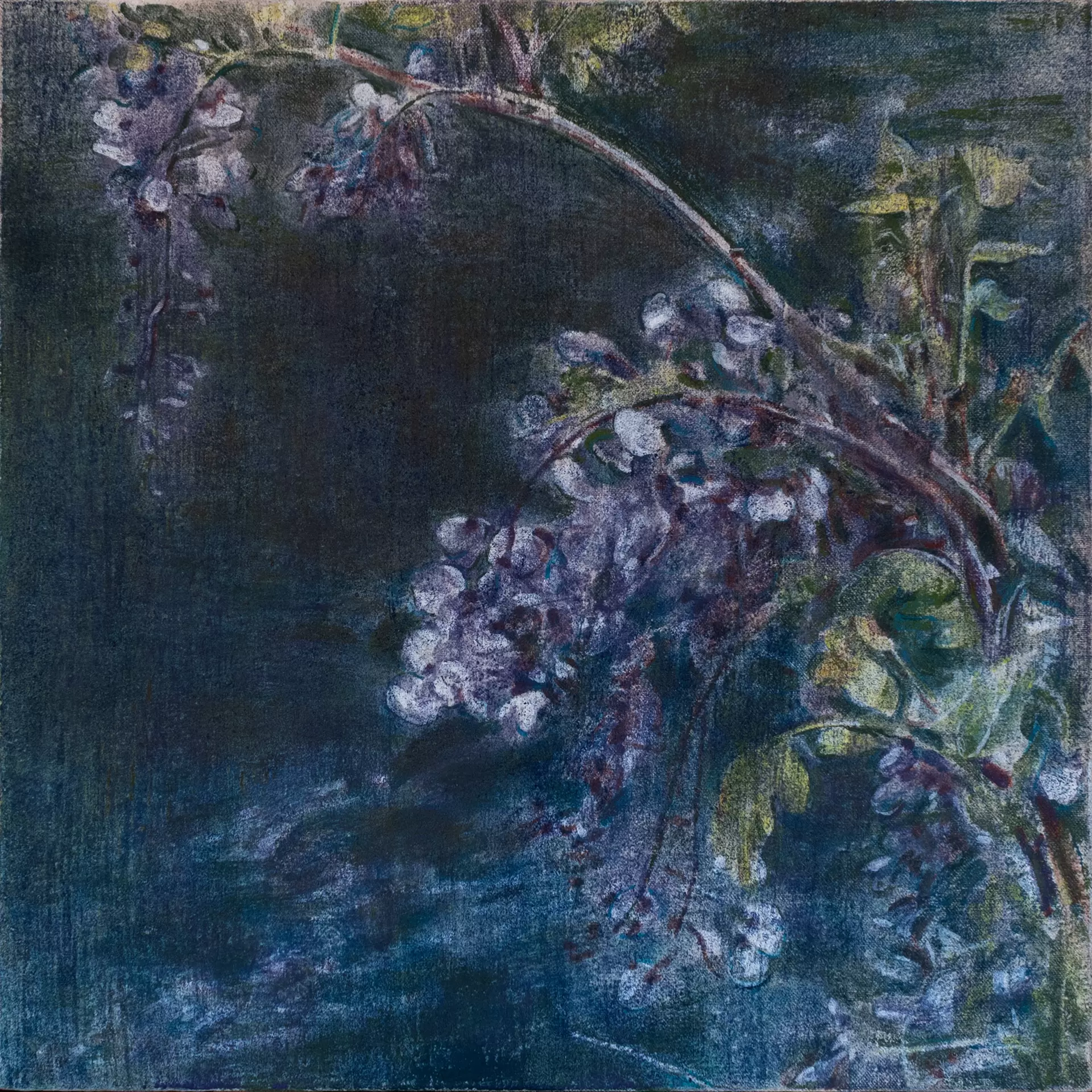 Wisteria in the valley