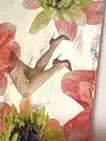kakurembo -anemone-