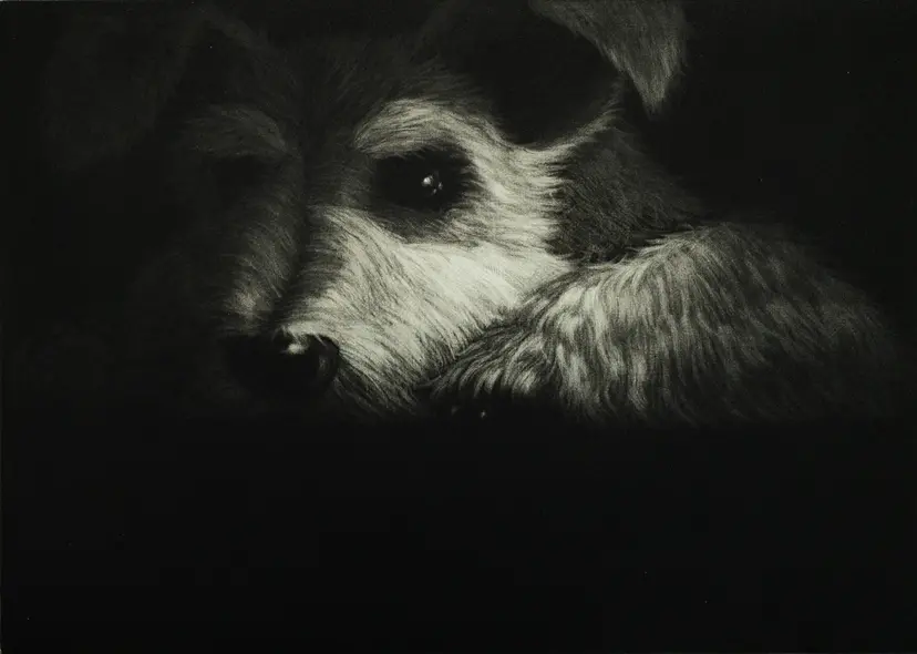 犬の夢 by 畠中彩