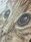 秋の猫 ーコスモスー