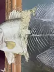 逃避