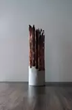 skin of tree