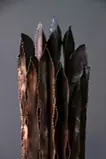 skin of tree