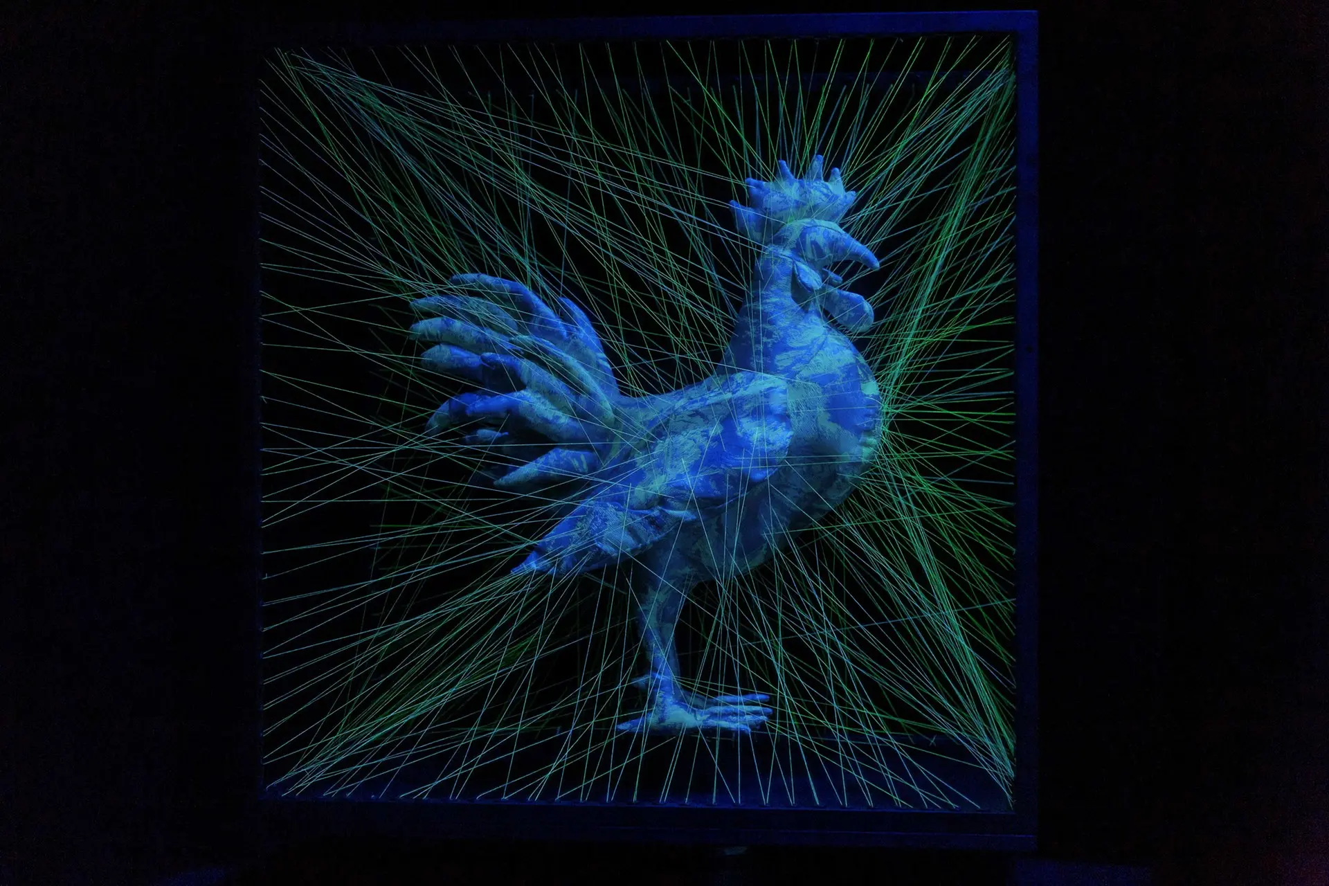 Modified Paradise "ROOSTER"