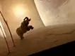 象と泳ぐ