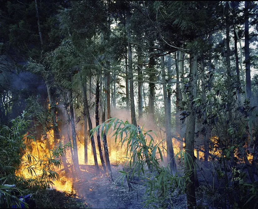 火天_Ignite Forest_03_c by 野口 健吾 | Kengo Noguchi