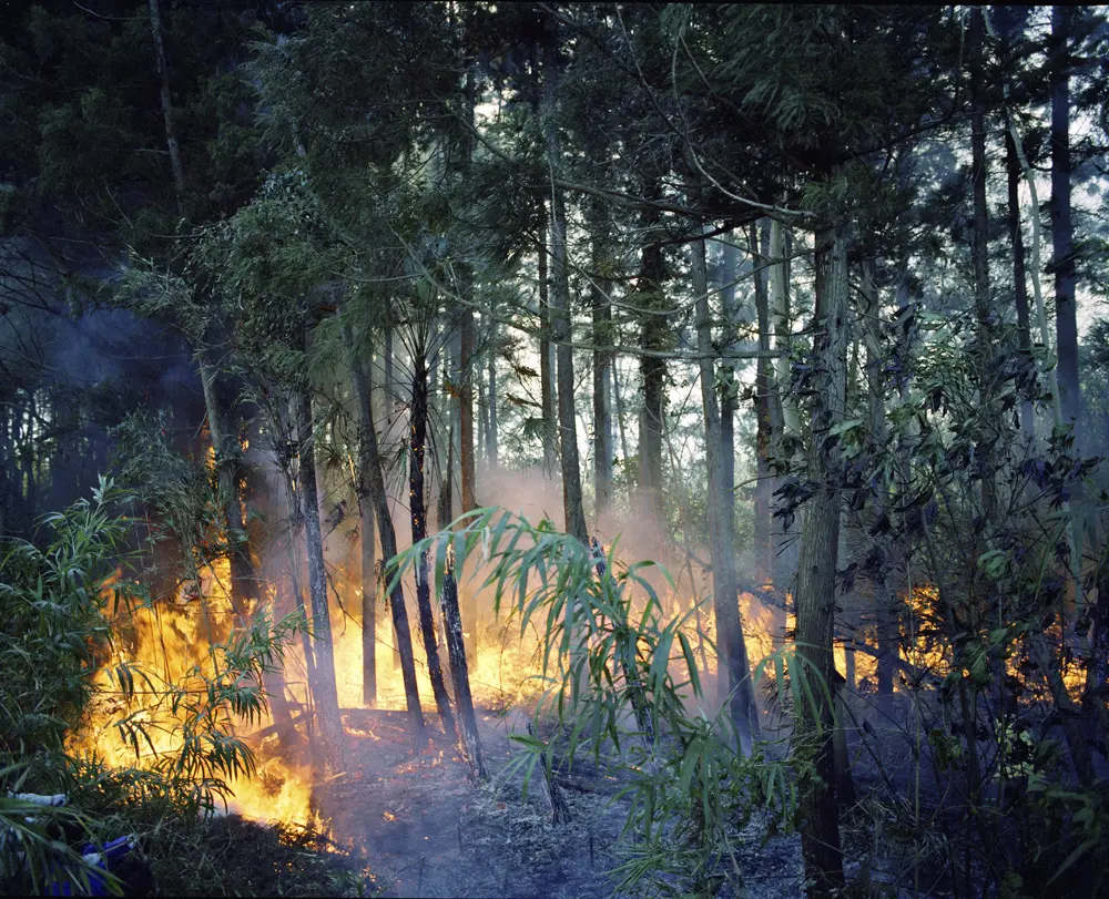 火天_Ignite Forest_03_c