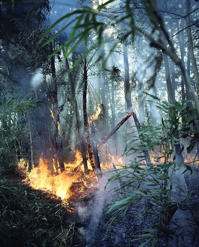 火天_Ignite Forest_05_c by 野口 健吾 | Kengo Noguchi