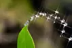 Sparkling water droplets and a leaf
