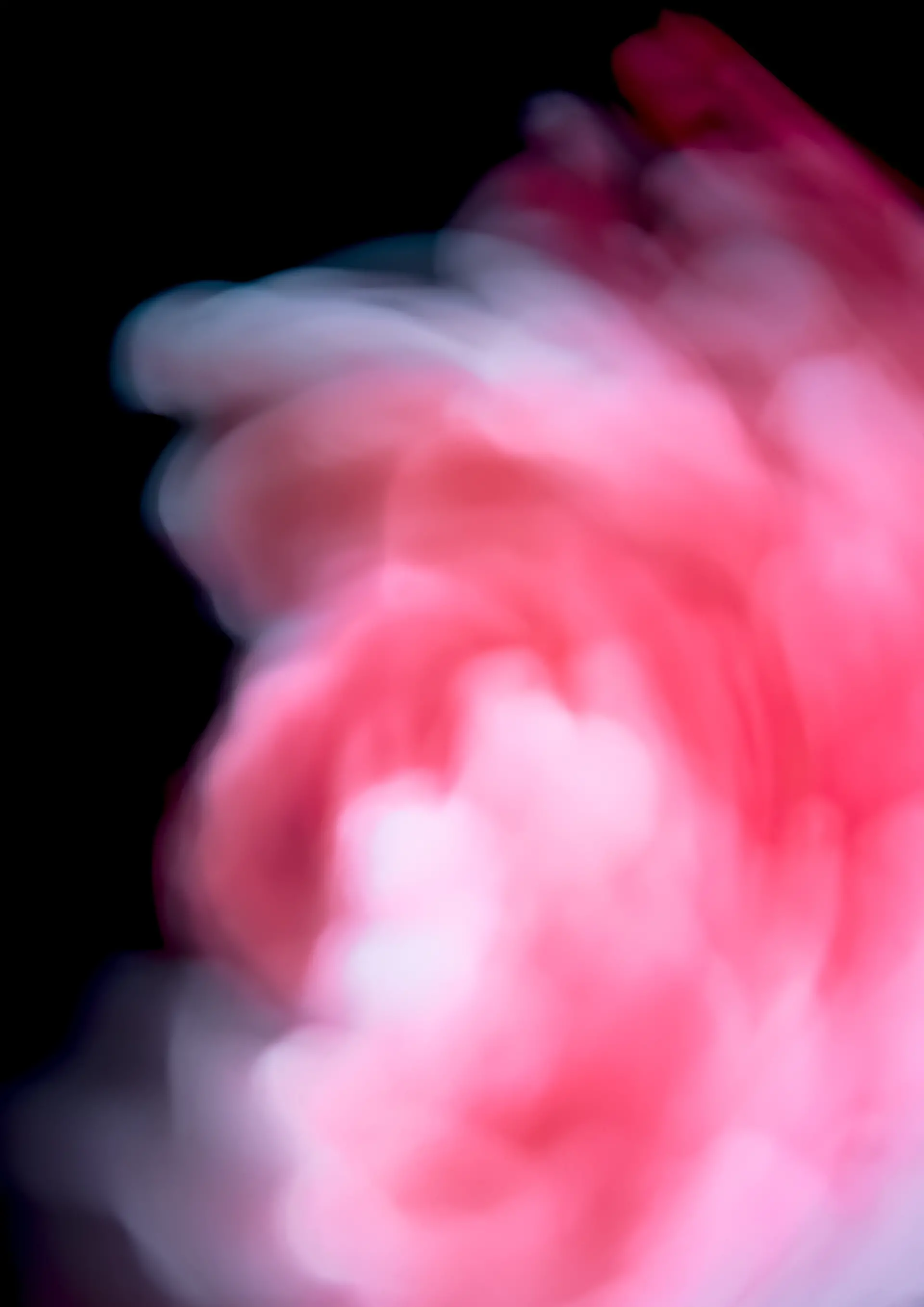 bloom