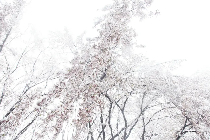 Cherry blossoms and snow #1 by 三井 彩紗 Ayasa Mitsui