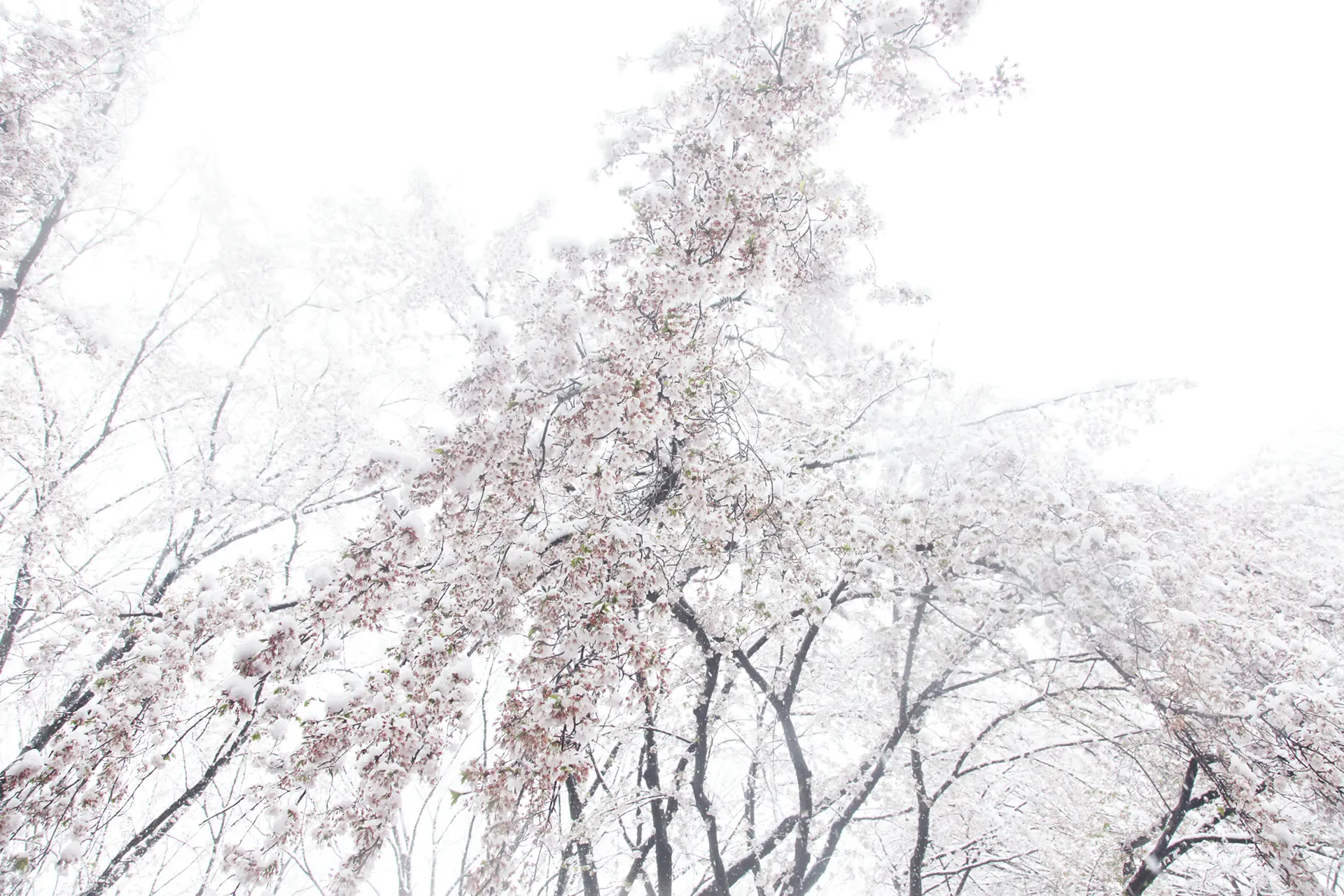 Cherry blossoms and snow #1