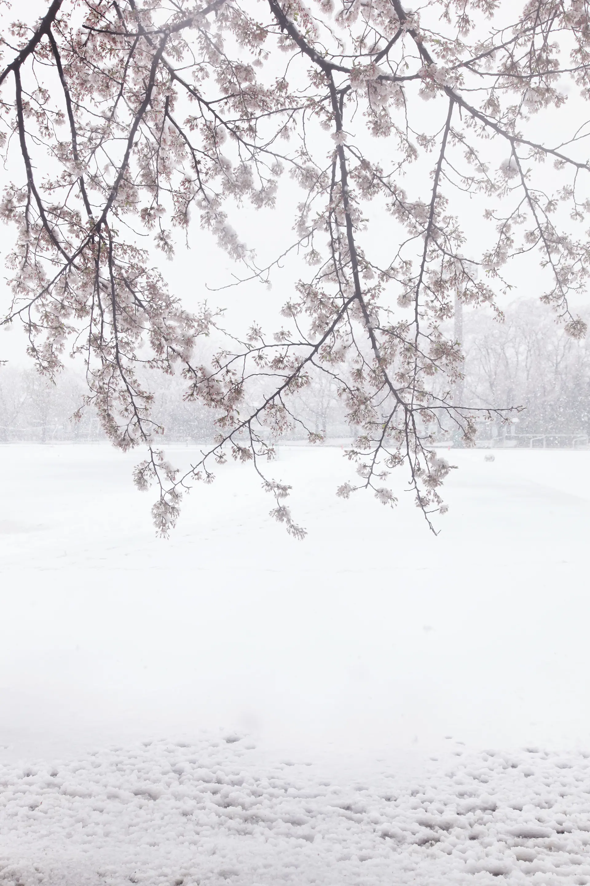Cherry blossoms and snow #2