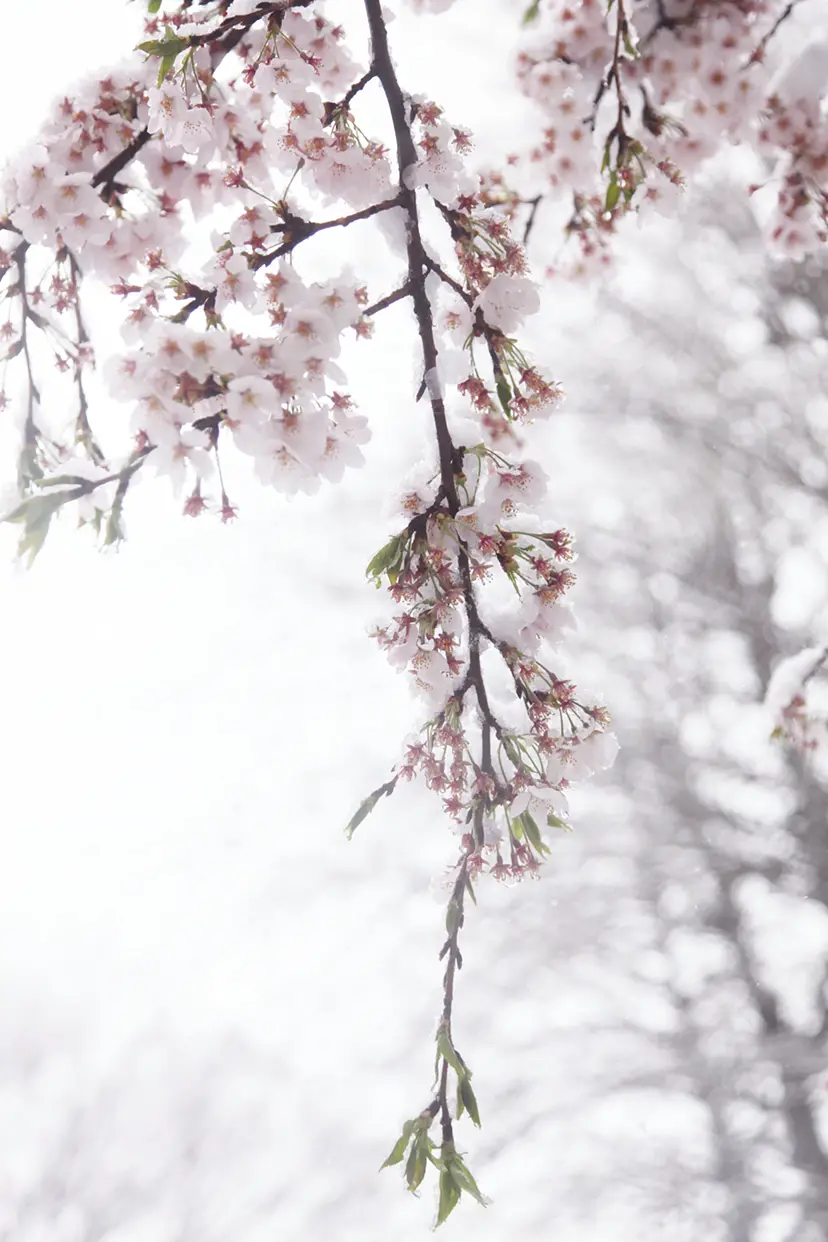 Cherry blossoms and snow #4 by 三井 彩紗 Ayasa Mitsui