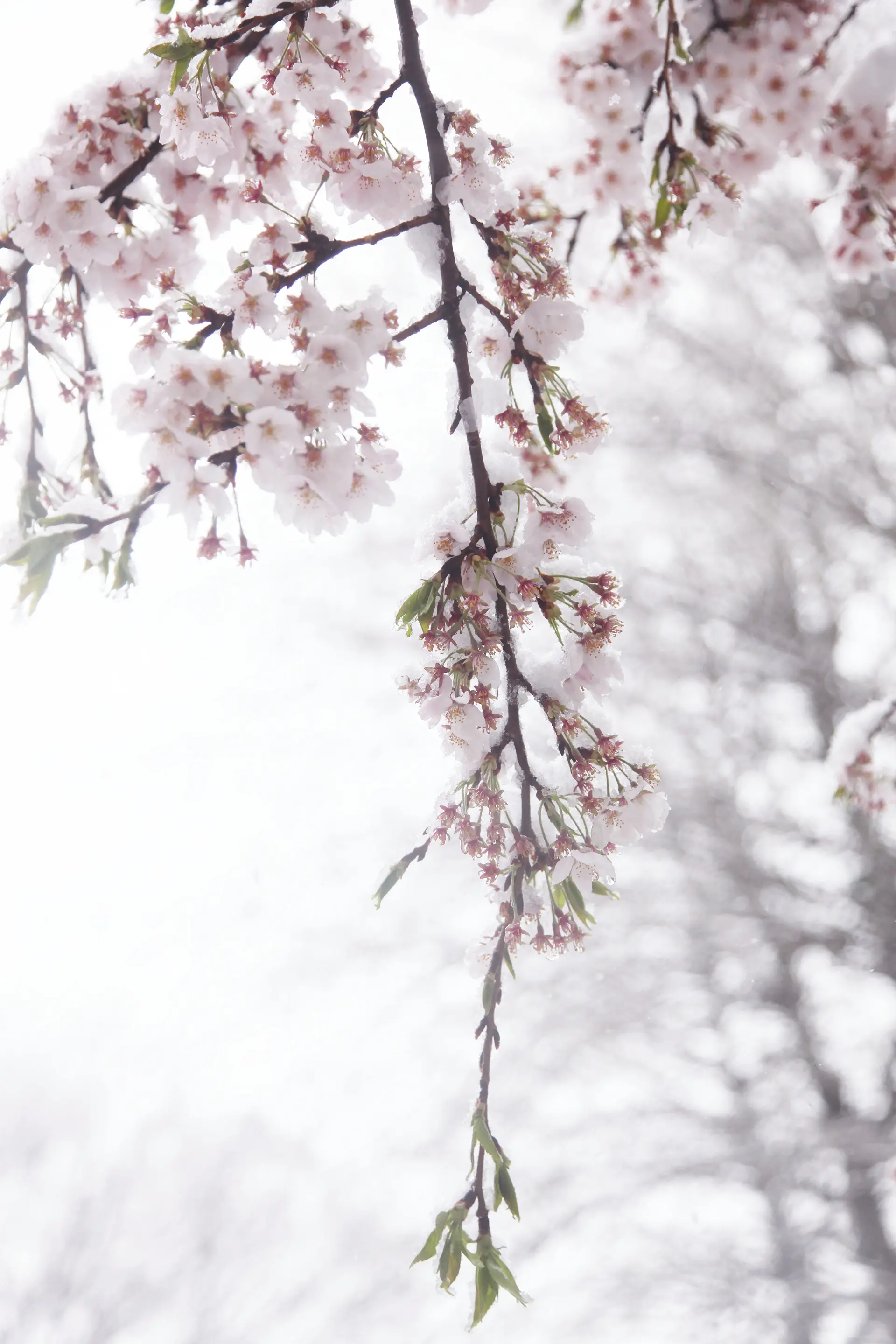 Cherry blossoms and snow #4