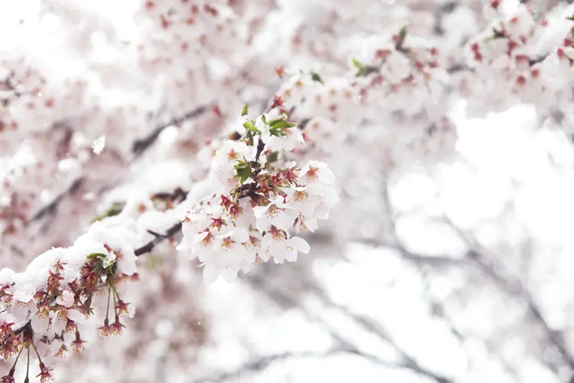 Cherry blossoms and snow#5 by 三井 彩紗 Ayasa Mitsui