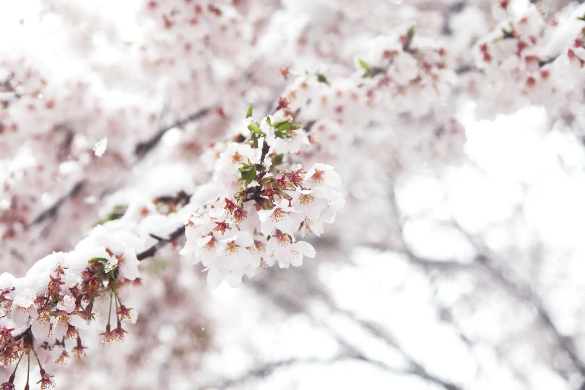 Cherry blossoms and snow#5