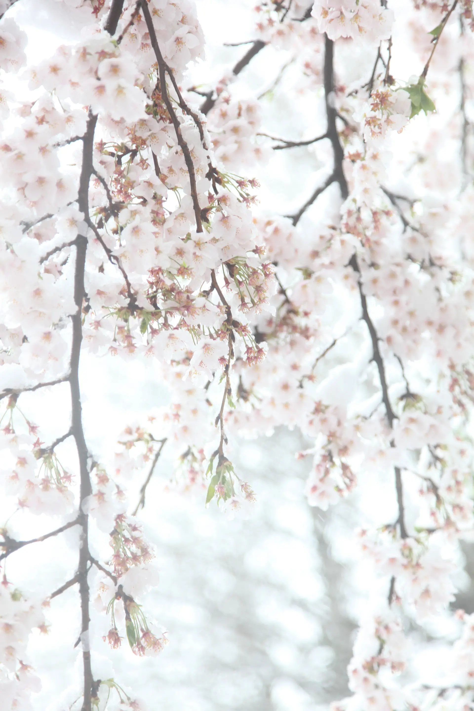 Cherry blossoms and snow#7
