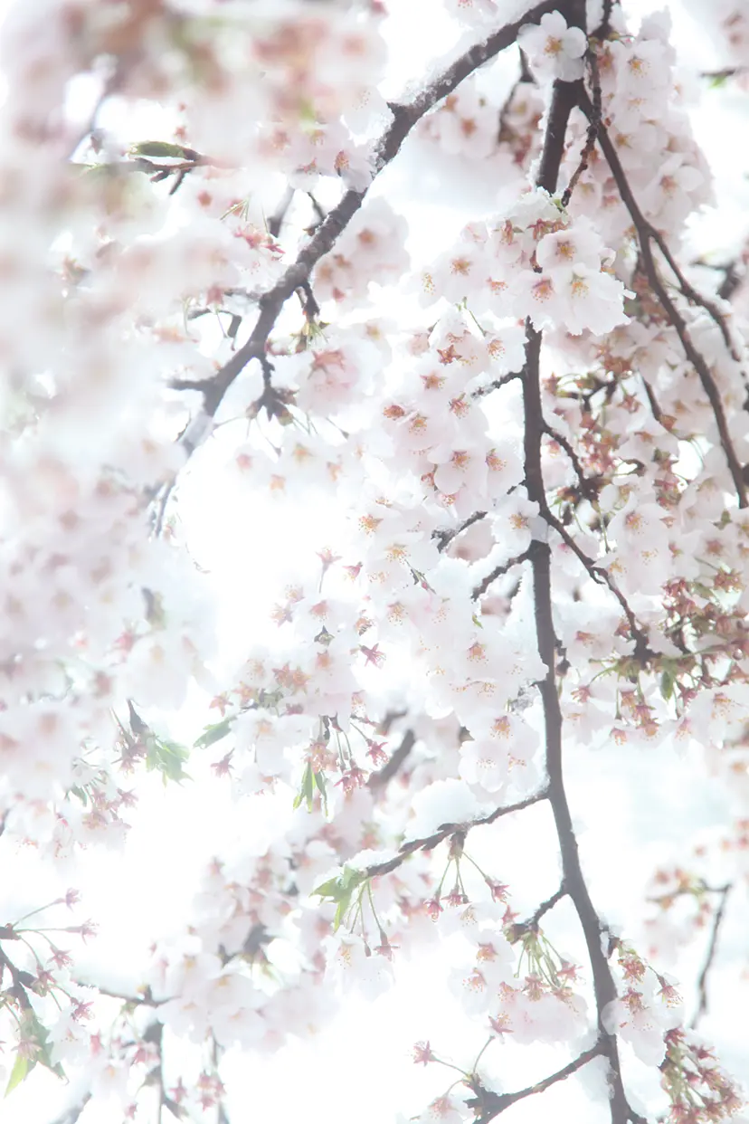 Cherry blossoms and snow #8 by 三井 彩紗 Ayasa Mitsui