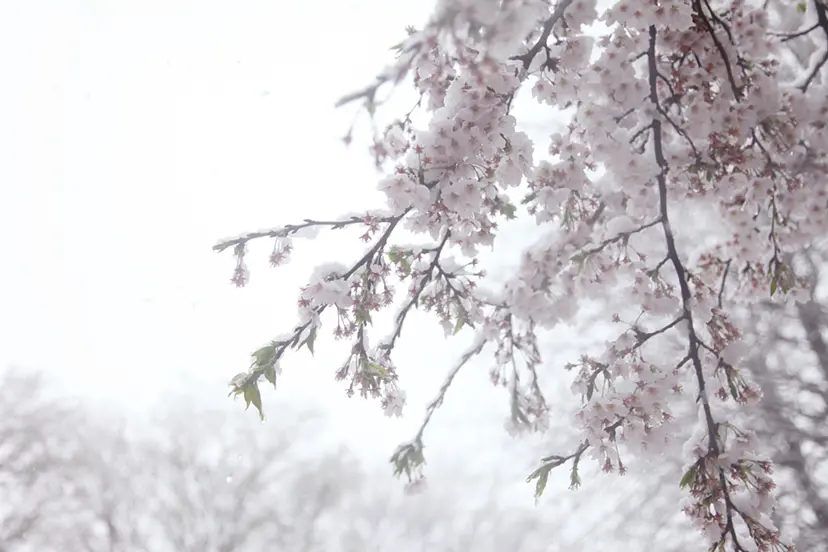 Cherry blossoms and snow #9 by 三井 彩紗 Ayasa Mitsui