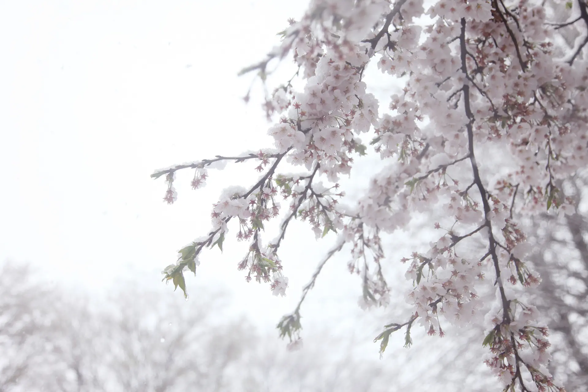 Cherry blossoms and snow #9