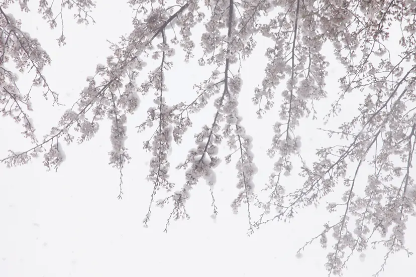 Cherry blossoms and snow #10 by 三井 彩紗 Ayasa Mitsui