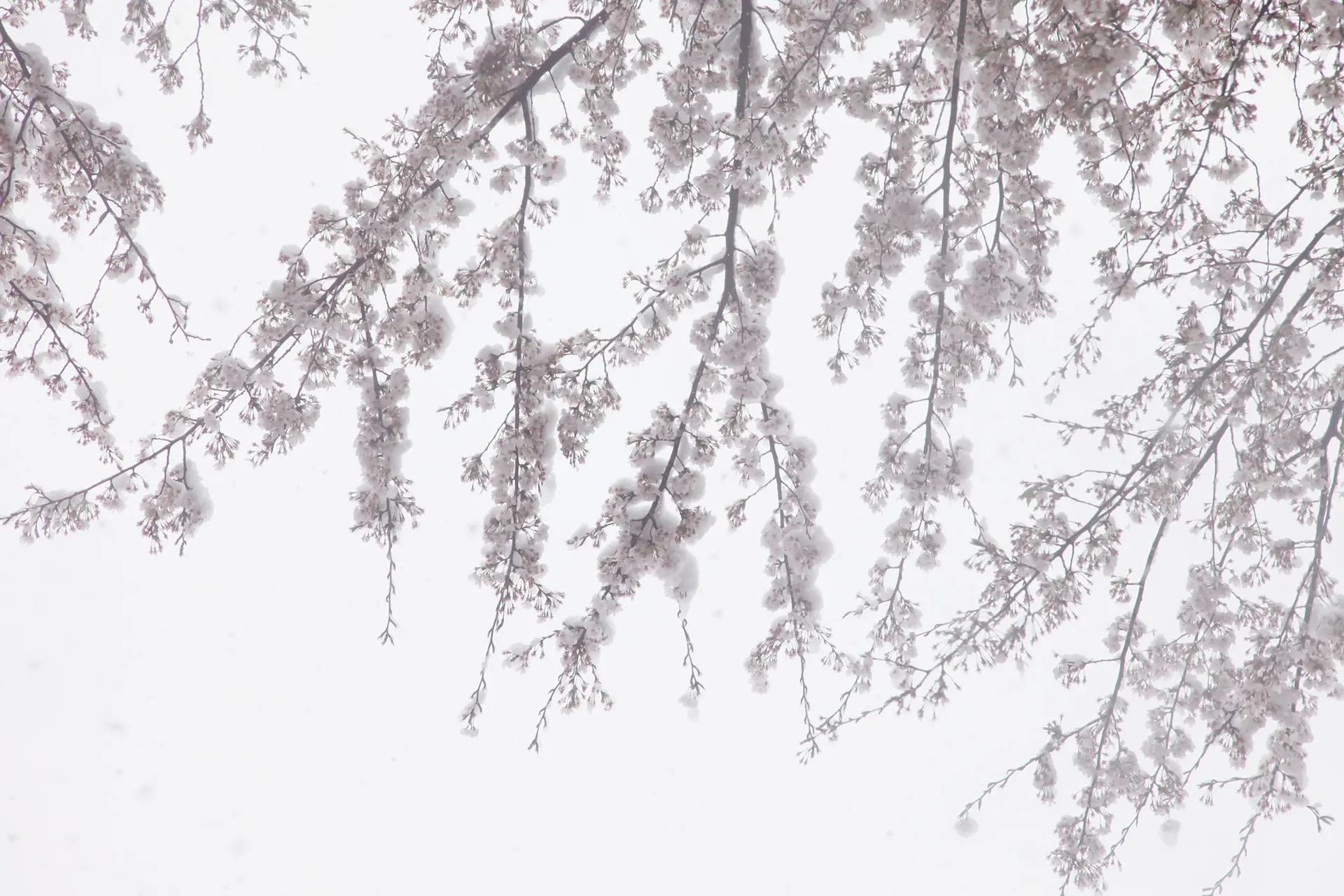 Cherry blossoms and snow #10