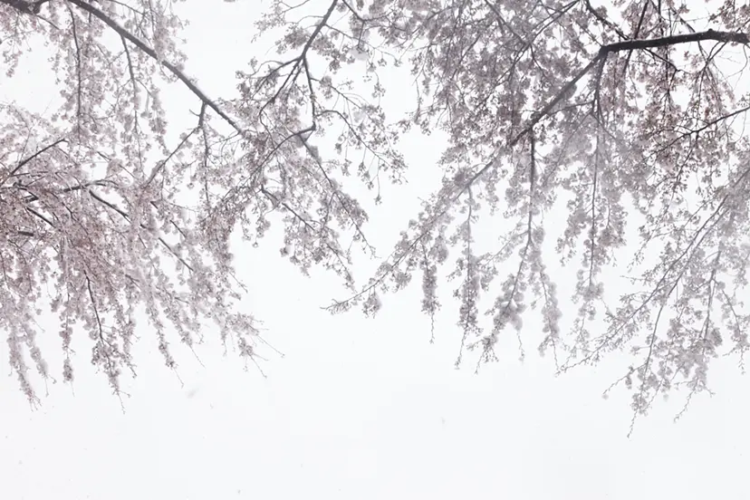 Cherry blossoms and snow #11 by 三井 彩紗 Ayasa Mitsui