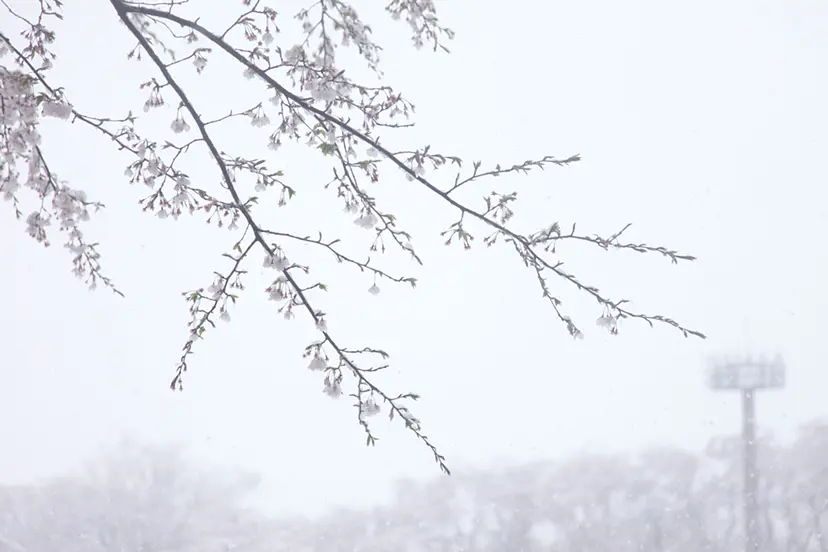 Cherry blossoms and snow #12 by 三井 彩紗 Ayasa Mitsui