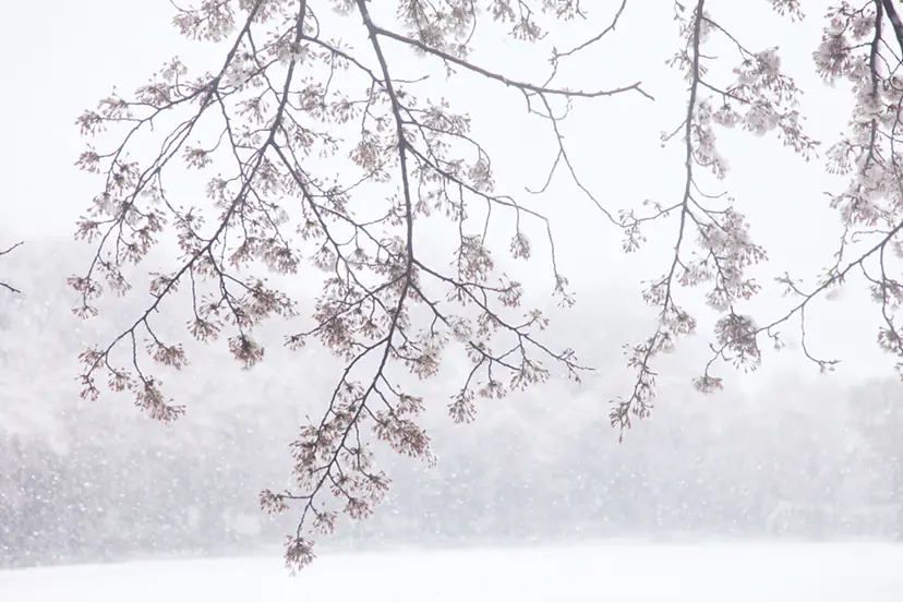 Cherry blossoms and snow #13 by 三井 彩紗 Ayasa Mitsui