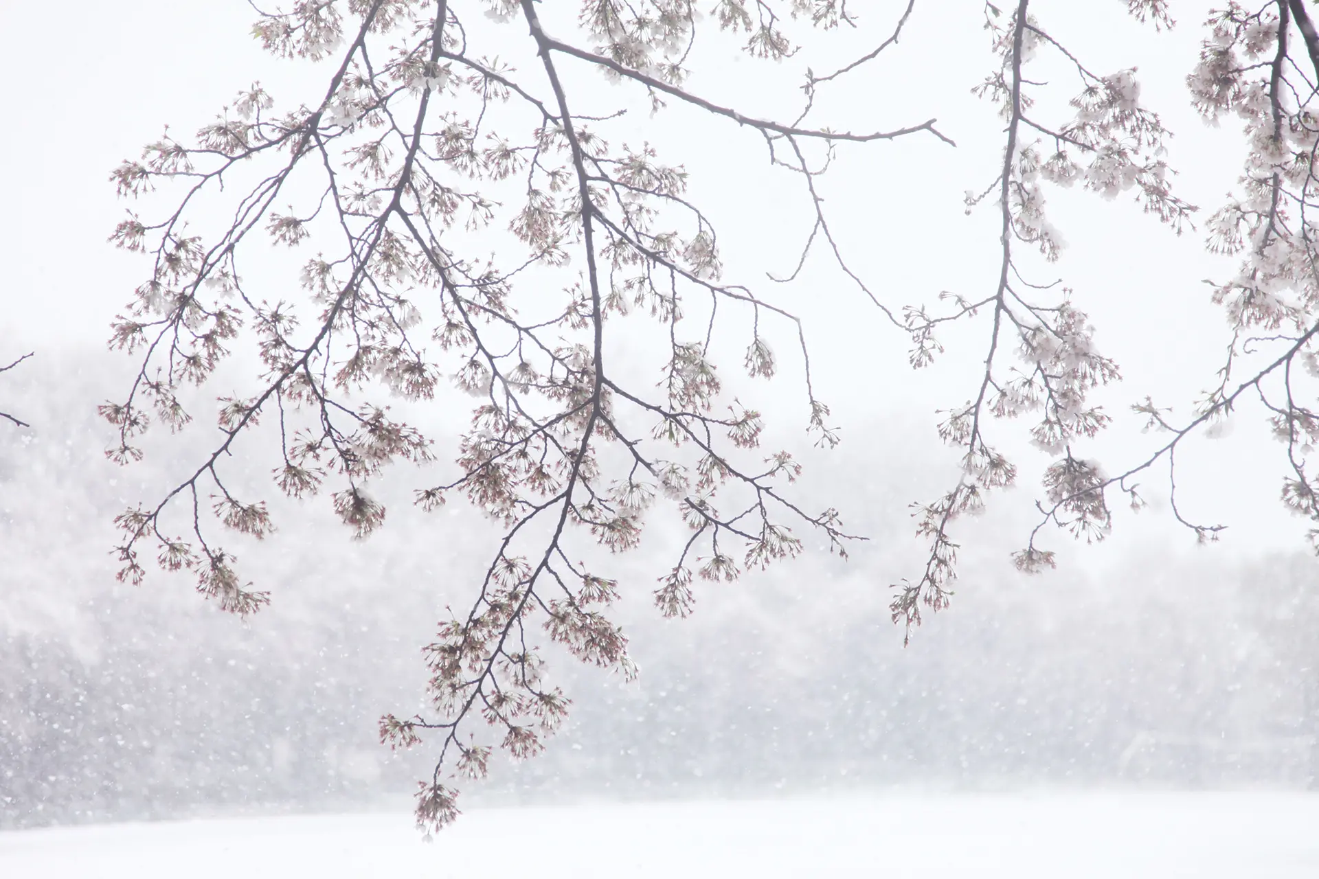 Cherry blossoms and snow #13