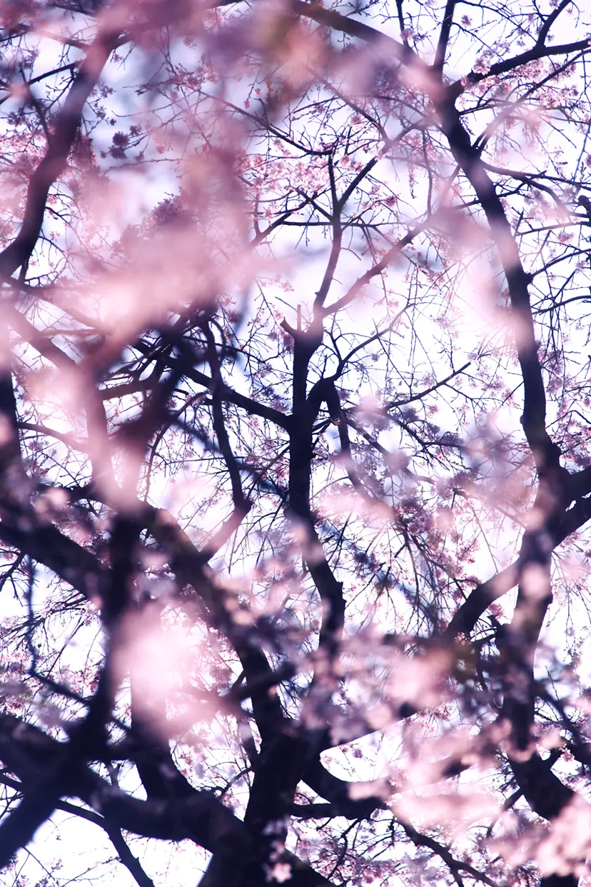 sakura2020 #1 by 三井 彩紗 Ayasa Mitsui